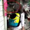街上看見有人遛貓，貓咪還知道自己鑽進背包！網：實在太乖啦！
