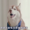 泰國腦洞廣告：狗狗和男友上演宮心計