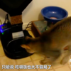 貓界林書豪，想吃飯先投籃！網友笑噴：吃頓飯超不容易!!!