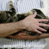可不可以用「嬰兒抱」的方式抱貓呢？專業獸醫來解惑！
