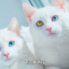 貓咪姐妹花自帶美瞳，知道牠們爸媽的花色後，驚嘆基因太神奇啦！