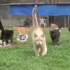 一個住著700隻貓咪的大貓屋，每一隻都超幸福！