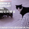 如何讓兩隻貓和諧相處？鏟屎官必看！