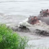 角馬被2隻鱷魚拖下水！河馬即刻救援超驚險！！