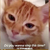 小奶貓伴著麻麻的歌聲入睡，畫面超療癒!!! #請開聲音
