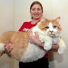 大size的貓咪有的是大size的傲嬌？！這幾隻巨喵不可思議的大，會讓人下巴收不回來呀！