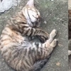 看到睡覺的小貓忍不住靠近拍照，結果往左ㄧ看，網友笑噴：還活著算你命大啦！
