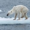 飢荒正蔓延！北極熊對世人的急迫求救訊號，就呈現在這張照片裡！