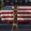 在阿富汗服役的陸戰隊員不幸罹難，而與牠並肩作戰的軍犬在葬禮後做的事令人感動不已！
