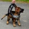 警局淘汰了「不合格」的小警犬，結果被市民搶著領養