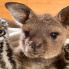 地表最萌超夢幻動物寶寶組合來了！這兩隻澳洲特有的動物寶寶未免可愛的太不真實了吧♥♥♥
