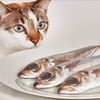 別再亂餵啦！５種貓咪可以吃與７種不可以吃的人類食物，貓奴一定要注意啊！