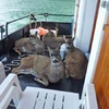 「拜託救救我們...」這家人遊灣時，驚見一大群黑尾鹿朝他們游來，圍在船身四周呼救！