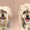 揮別抑鬱的宅宅氣息！這7隻狗狗在剪完新髮型後成為「陽光型狗」！