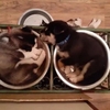 笑死了！小二哈們不在狗窩裡睡，偏要睡在狗媽媽的飯盆裡！