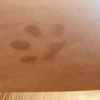 狗狗在主人的腿上留下兩處「紋身」：這是愛你的痕跡～