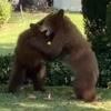 警方接到通知有「兩隻小熊在花園打鬧」，到了現場認為「太可愛不可干涉」暖翻網友！