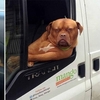不拍照對不起自己啊！16張狗狗坐車表現「超滑稽」的照片，真的是笑到肚子痛！