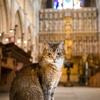 流浪貓去世...倫敦「大教堂」為紀念12年的好夥伴，特別舉辦「追悼會」願牠一路好走