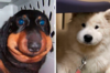 10隻學到「不要去惹蜜蜂」的狗狗的照片，雖然可憐但是「腫」麼會這麼可愛啦！