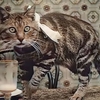 貓一直都「很貓」！1906年的「被遺忘的電影片段」證明100多年來牠們都沒變過！