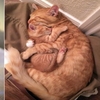 網友們分享一系列貓咪們睡覺的照片，保證你看完後心情會變得非常好！
