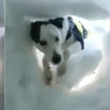 被埋在雪中，男子拍下雪山搜救犬救援他的過程，全程令人看得融化！