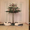 是創意還是自找麻煩？國外網友想出防止毛孩「破壞聖誕樹」的「對策」真是笑死人！