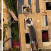 一群可愛貓咪佔領小鎮的聖誕樹，把它當成巨大貓跳台遊樂場