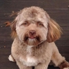 這隻狗狗天生長了一副「人臉」—讓網友表示看得不太舒服