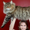 貓中霸主！10張「緬因貓」的照片會讓你覺得你的貓好嬌小！