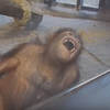 爆笑！當紅毛猩猩看見魔術表演時的反應讓大家笑破肚皮！