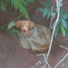 網路的力量！可憐黃狗遭打包棄至崖下，巴西女子臉書求援成功救出小狗！