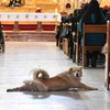流浪黃狗「特別彌撒」中教堂地板打滾，神父沒將牠趕出去的「原因」令人感動！