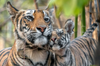野生動物攝影師捕抓「虎媽與虎孩兒」之間的甜蜜時光　網友：大型貓貓秀恩愛！