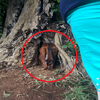 可以救救我的孩子嗎？勇敢的狗媽媽將十隻寶寶藏在樹洞內，直到暖心救援人員出現才放下心來！