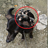黑狗女孩身上背滿了負鼠寶寶，在溫馨的畫面背後有段令人心疼又不捨的故事！