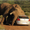 忽見一龐然大物把山倒樹而來(囧)！駕駛驚見發情大象，可憐車車慘遭大象「蹂躪」Q^Q