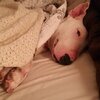 令人心酸！這隻狗女孩在過去七年內被當作生產工具，被救出後終於有了自己的第一張床跟狗骨頭！