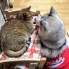 造反啦！哈士奇將鼻子鑽進貓咪肚子裡取暖，網友笑噴：貓咪好有「肚」量XD