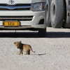 小獅第一次過馬路對汽車挑釁怒吼，媽媽無奈看不下去回來叼走小獅