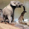 大象媽媽被鱷魚咬住鼻子，情急的小象竟用超可愛的「重量級絕招」擊退鱷魚，真是孝順的好孩子！