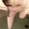 原來這就是泡澡的感覺嗎？貓咪把手伸進浴缸裡，但泡著泡著卻泡出了大問題：手手泡爛了怎麼辦！