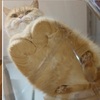 欣賞貓咪的最佳角度...就在玻璃桌下！從玻璃桌上看貓咪，肥肚肚、小肉掌一次滿足！#5的肥肚肚太犯規啦！