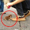 超級萌！一位網友走在路上...迎面走來一隻小小小小小狗，結果被牠壁咚！實在太可愛了！！