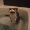 貴妃出浴！貓咪舒服踏進浴缸後，不久後卻不滿意的喵喵叫：「奴才，熱水不夠熱啦！」