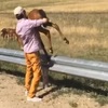 暖心！小馬在馬路上慌張地跑來跑去，媽媽只能在一旁無助地看著，男子見狀後一把將牠抱起還給擔心的媽媽