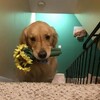 少女心大爆發！黃金獵犬堅持每天都會咬著一個玩具上樓，竟是因為這個萌翻人的原因，太可愛啦！