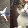 喵星人一秒統治航空公司，這隻貓不僅擄獲全公司人的心，甚至連工作證都到手啦！野火受難者突然臨盆，航空公司成為乘客寵物喵的臨時保姆！