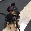 終於畢業惹！狗狗終於從訓練學校畢業，一臉嚴肅的戴上學士帽：「再見了偶的母校」